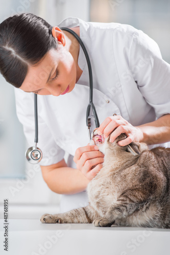 Photo: Veterinarian examining teeth of a cat while doing checkup at cli Veterinarian examining teeth of a cat while doing checkup at cli