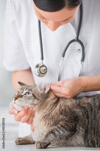 Photo: Veterinarian looking ear of a cat while doing checkup at clinic Veterinarian looking ear of a cat while doing checkup at clinic