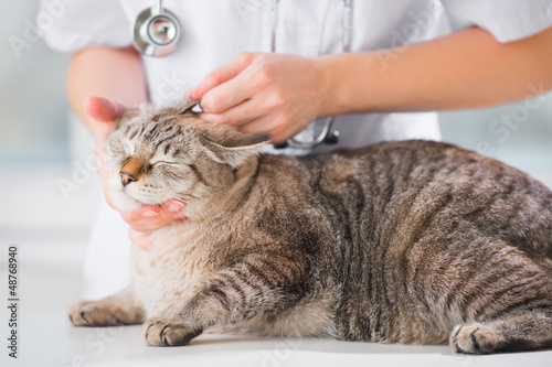 Photo: Veterinarian looking ear of a cat while doing checkup at clinic Veterinarian looking ear of a cat while doing checkup at clinic