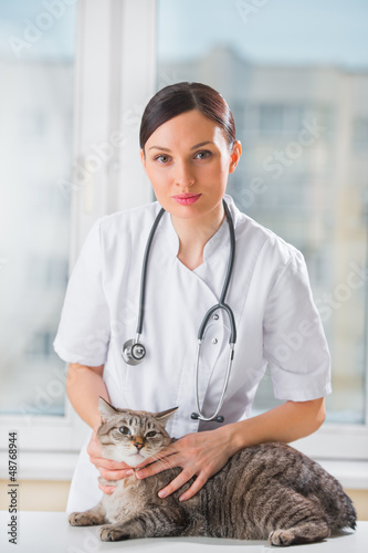 Photo: Veterinarian calming a cat at clinic Veterinarian calming a cat at clinic