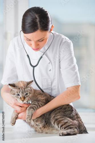 Photo: Veterinarian listening a cat while doing checkup at clinic Veterinarian listening a cat while doing checkup at clinic