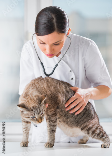 Photo: Veterinarian listening a cat while doing checkup at clinic Veterinarian listening a cat while doing checkup at clinic