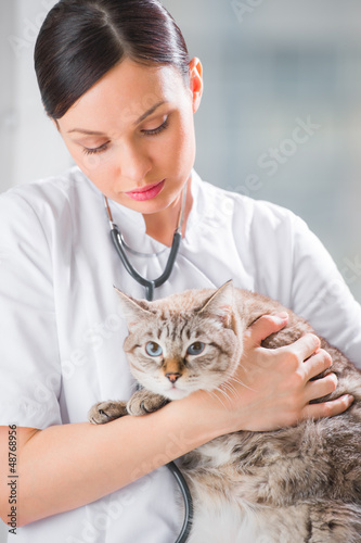 Photo: Veterinarian holding a cat at clinic Veterinarian holding a cat at clinic