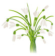 Snowdrop Flowers