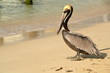 Photo: Le pélican sur la plage Le pélican sur la plage