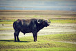 The African buffalo. Ngorongoro, Tanzania.