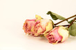 getrockene Rosen