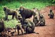 Baboon monkeys in African bush. Tanzania