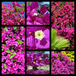 Foto: Seven mosaic photos of bougainvillea Seven mosaic photos of bougainvillea