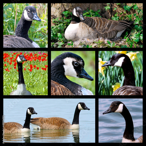 Photo: Seven mosaic photos of Canada geese Seven mosaic photos of Canada geese