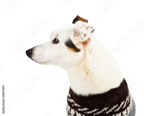 Photo: Jack russell sitting with sweater Jack russell sitting with sweater