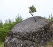 Small tree growing on a boulder