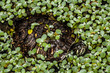 Turtles in natural lake