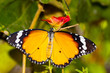 Plain tiger butterfly