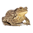 Grass Frog Close-Up Isolated on White Background
