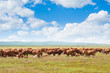 Foto: grazing cows grazing cows