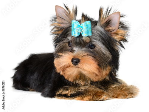Photo: yorkshire terrier yorkshire terrier