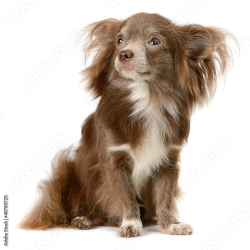 Photo: Chihuahua Chihuahua