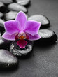 orchid