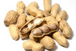 Groundnut
