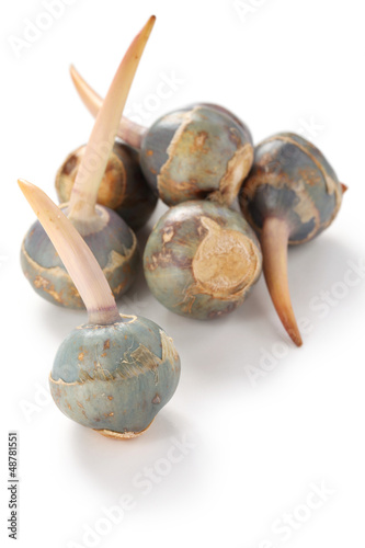 Photo: threeleaf arrowhead, kuwai, japanese vegetable threeleaf arrowhead, kuwai, japanese vegetable
