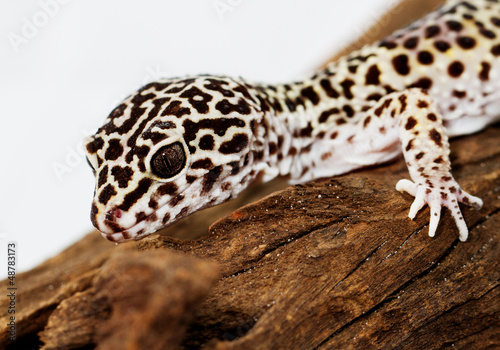 Photo: Leopard gecko Leopard gecko