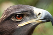 Steppe Eagle