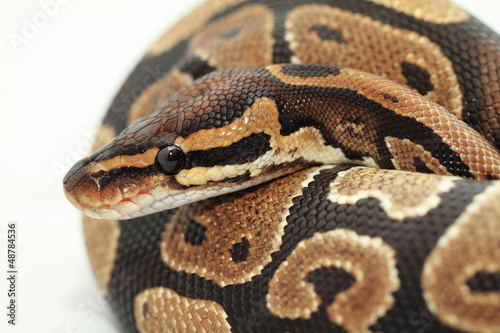 Photo: Ball Python close up Ball Python close up