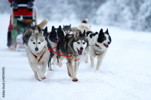 Photo: Race on dogsleds in the cold winter Race on dogsleds in the cold winter
