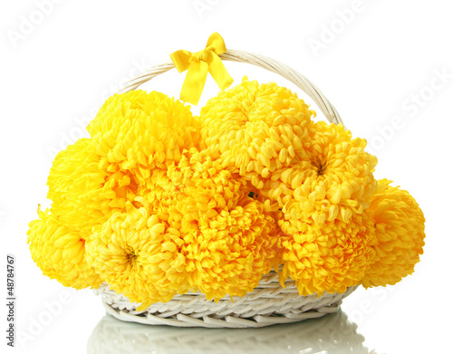 Photo: bright yellow chrysanthemums in basket, isolated on white bright yellow chrysanthemums in basket, isolated on white