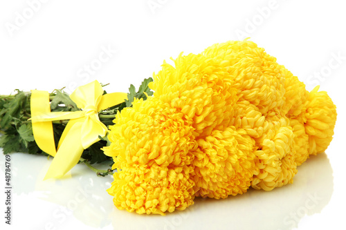Photo: bright yellow chrysanthemums, isolated on white bright yellow chrysanthemums, isolated on white