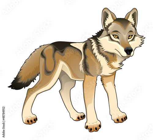 Vector: Wolf. Vector isolated character Wolf. Vector isolated character
