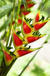 Photo: a Heliconia flower a Heliconia flower