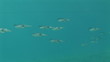 Video: Unterwasserwelt: Sepia, Rotes Meer Unterwasserwelt: Sepia, Rotes Meer