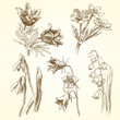 flowers - hand drawn collection