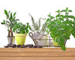 Pots d'herbes aromatiques, fond blanc