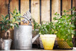Photo: Pots d'herbes aromatiques, fond bois vintage Pots d'herbes aromatiques, fond bois vintage