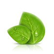 two leaves