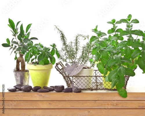 Photo: Pots d'herbes aromatiques, fond blanc Pots d'herbes aromatiques, fond blanc