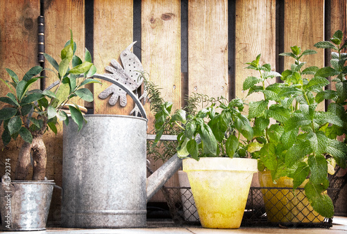 Photo: Pots d'herbes aromatiques, fond bois vintage Pots d'herbes aromatiques, fond bois vintage