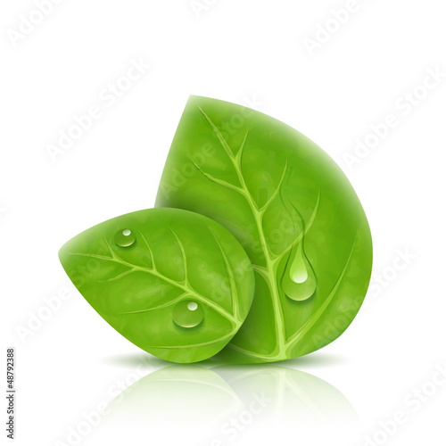 Vector: two leaves two leaves
