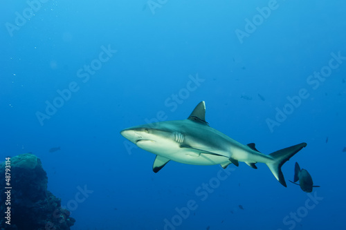 Photo: A grey shark jaws ready to attack underwater close up portrait A grey shark jaws ready to attack underwater close up portrait