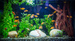 Ttropical freshwater aquarium with fishes