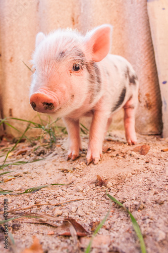 Photo: Close-up of a cute muddy piglet running around outdoors on the f Close-up of a cute muddy piglet running around outdoors on the f