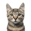 Little gray kitten portrait up isolated on white background.