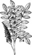 Plant Rhus (Staghorn Sumac)