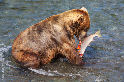 Photo: Bear on Alaska Bear on Alaska