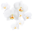 Phalaenopsis. White orchid flowers isolated on white background