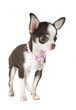 puppy chihuahua