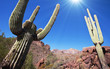 Saguaro park